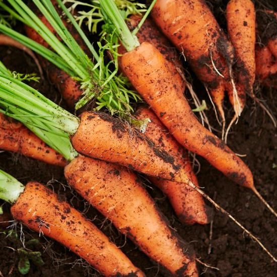 국내산 흙 당근 5kg(중)