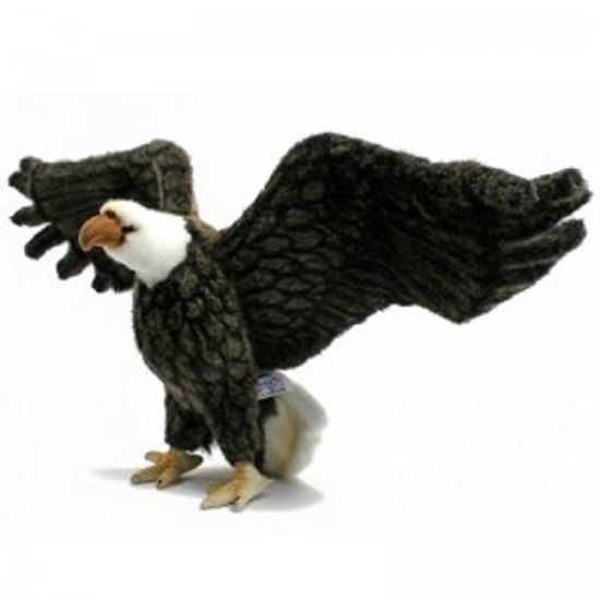 3834번 독수리 American Eagle/70cm.L