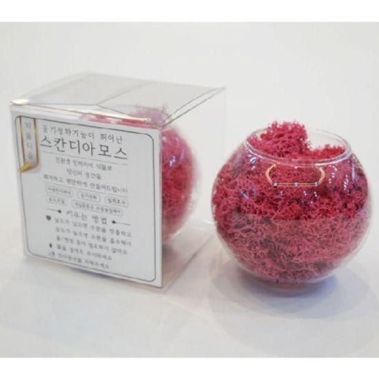 [피움디움]스칸디아모스볼 | 공기정화식물