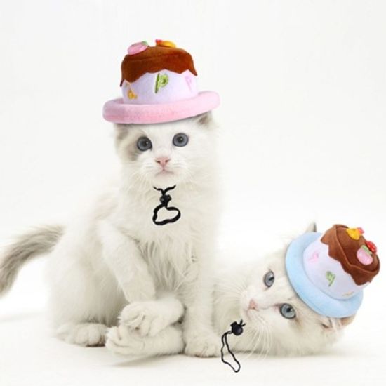 Pet Cake Hat 펫케이크모자