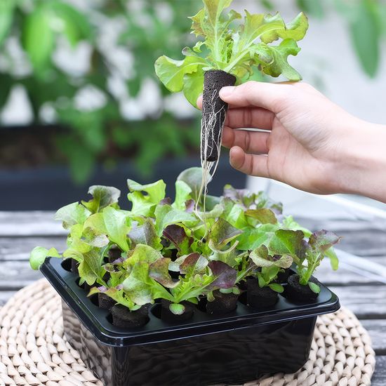 그로잉 스펀지 모종 씨앗 재배 20구 트레이 H474-O