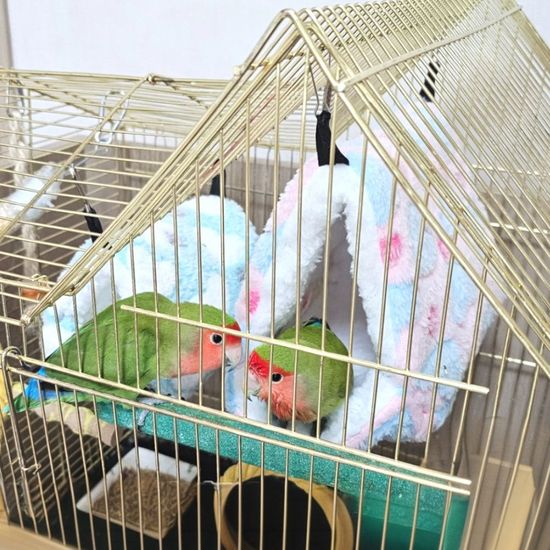 PARABU-2415-하트둥지 앵무새 포치 중(WFDEE5B)