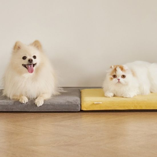 아쿠아텍스 메모리폼 쿠션(강아지,고양이 쿠션)