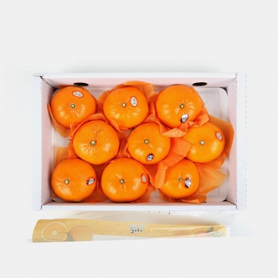 [고랑몰라] 제주 천혜향 3kg(11-13과)