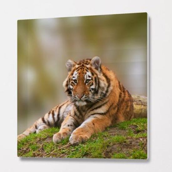 bf124-폼아크릴액자56CmX56Cm_포동포동아기호랑이