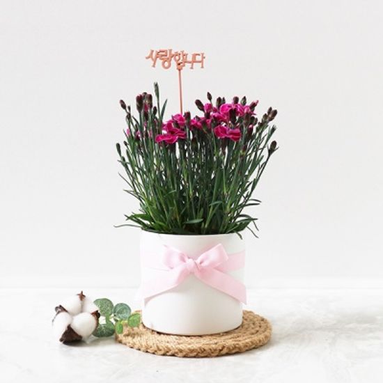 [리본증정] 어버이날  생화 카네이션 화분
