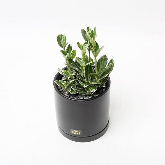 은사철 실내공기정화식물 카페 인테리어 화분