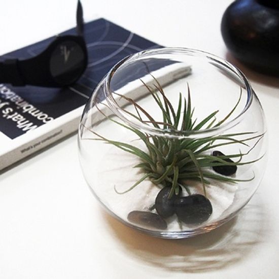 My Greenery 틸란드시아 테라리움 DIY(라지)