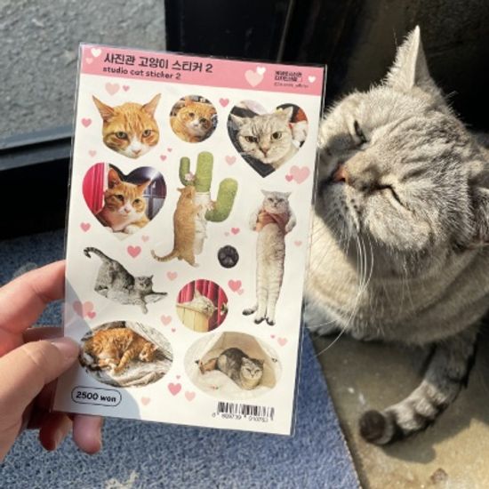 사진관 고양이 스티커2