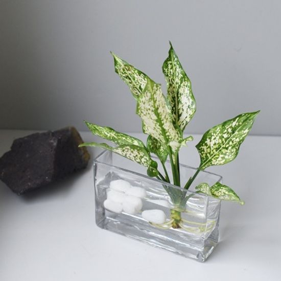 아글라오네마 수경식물 셀프인테리어 플랜테리어