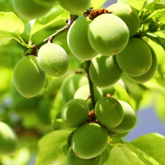 [자연예서] 청매실 10kg(프리미엄)