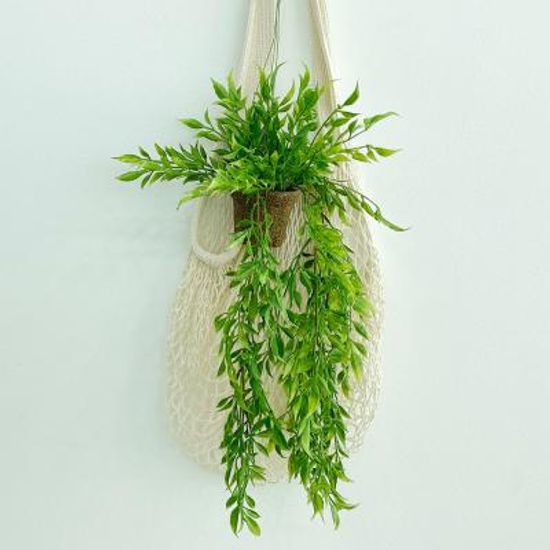 이너스 조화 행잉플랜트 스마일락스 1P