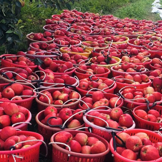 [대한민국농수산] 고당고 세척 사과 (개별포장)