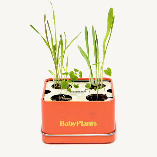 Baby Plants - Kit Cat!