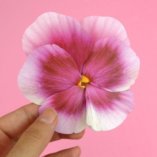 팬지 Ver.1 Pansy Flower card (4color)