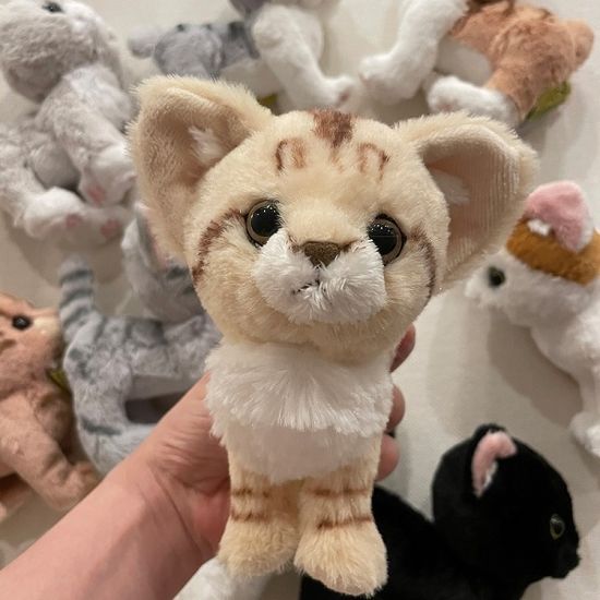 KITTEN★아기고양이 시리즈