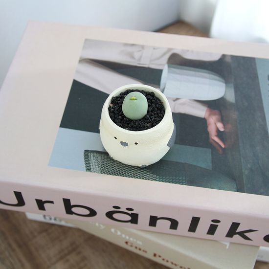 아프리카 식물  코노피튬 칼큘러스 오목눈이화분