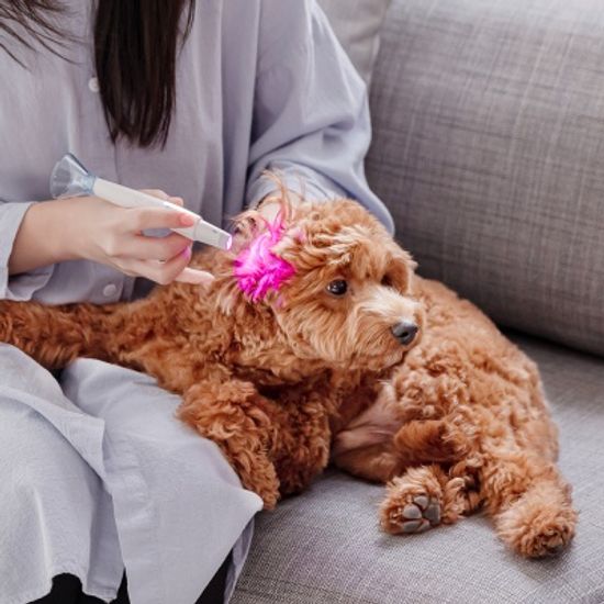 울트라웨이브 LED 펫 귀염증 개선 관리기 이어펫
