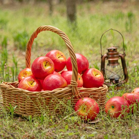 빨간 사과 모형(8cm) 1개