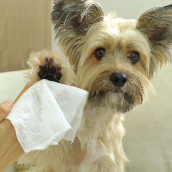 펫생각 데일리케얼 유기농 저자극 강아지 퓨어 펫티슈