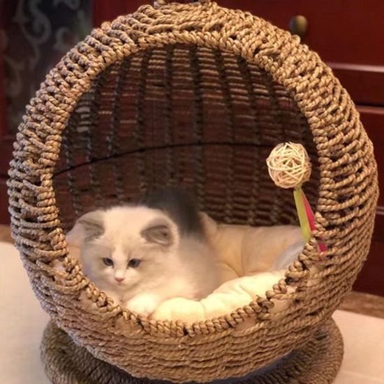 데롱데롱 고양이 요람 해먹 숨숨집 라탄바스켓 하우스