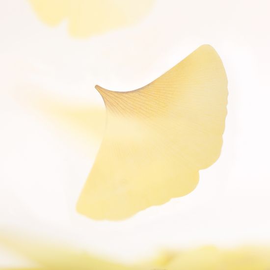 스티키리프_투명은행(Yellow,L)