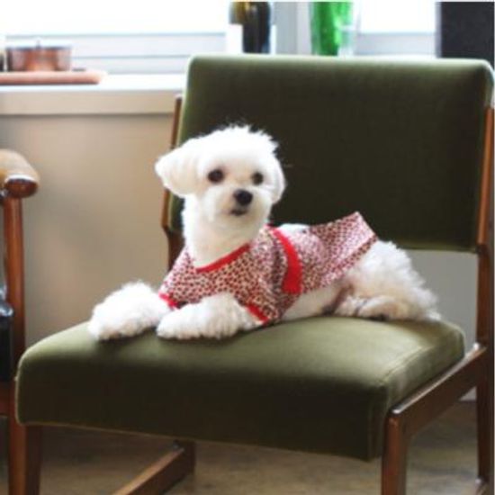 다솜 홍단한복 (남) 강아지한복