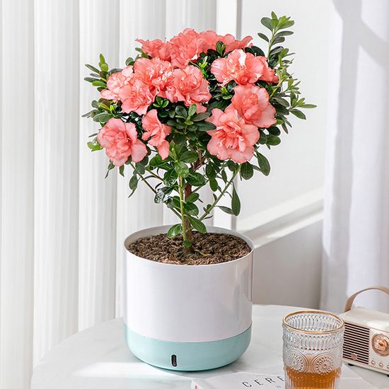 조이팜 빈 화분 일체형 물받이 다육이 인테리어 포트