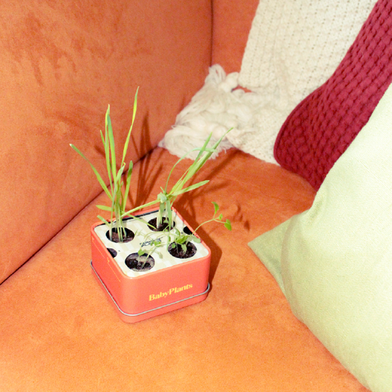 Baby Plants - Kit Cat!