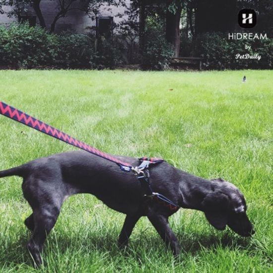 펫데일리 하이드림 레인보우 강아지 리드줄-S size
