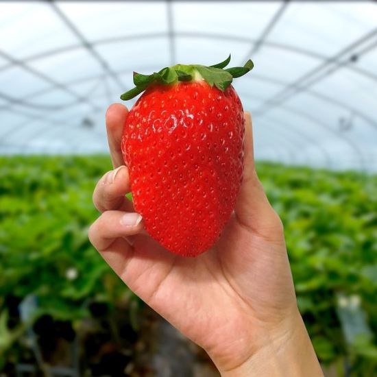 [SuperFood] 논산 킹스베리 500g내외(8~9입)x2팩