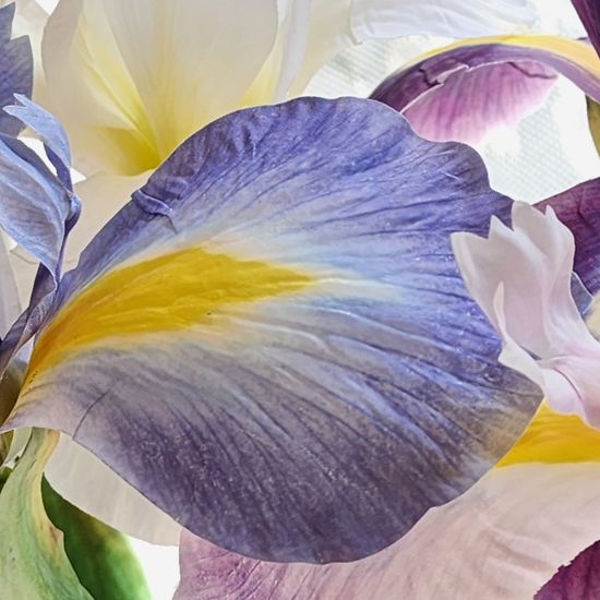 리얼터치 아이리스 롱스템 4 colors