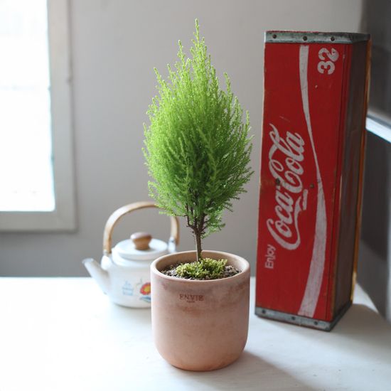 피톤치드 가득담은 율마(Cypress Breeze) 토분