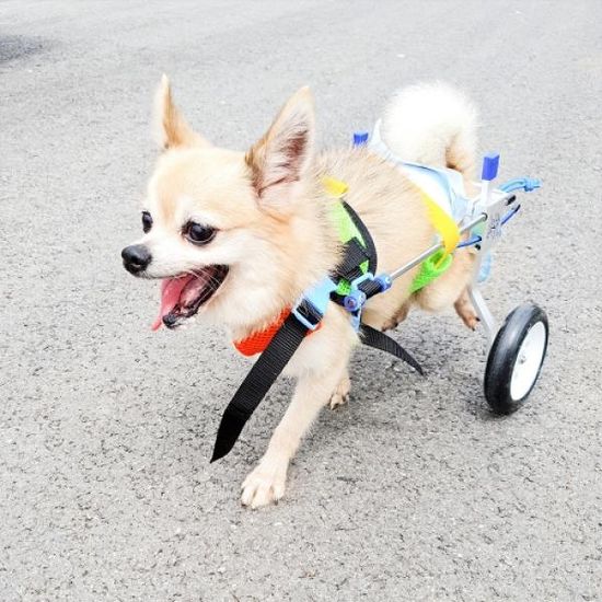 [애구애구] 강아지 휠체어 보행기 (XXS)