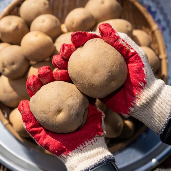 [대한민국농수산] 제철 햇 수미감자 골라담기