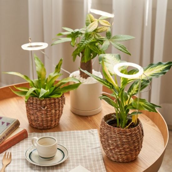 식물 전구 다육이 엔젤링 LED 무드등 성장조명