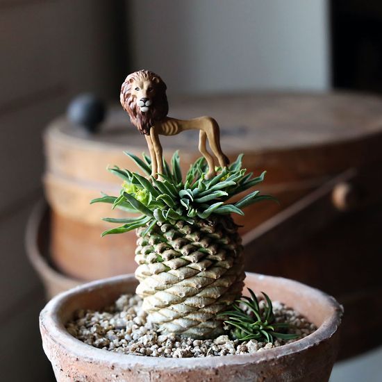 모래 위의 포동이 희귀템 뚱마옥 빈티지 토분