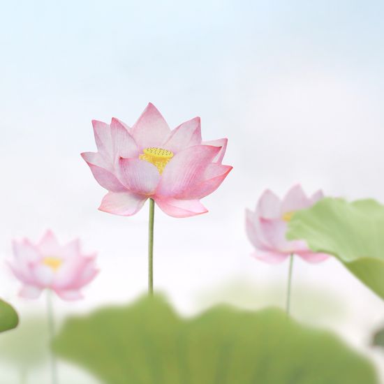 스티키리프_연꽃(Pink,L)