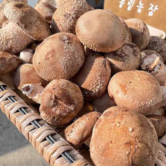 공주 산지직송 국내산 송향 버섯 기본형 500g 1kg