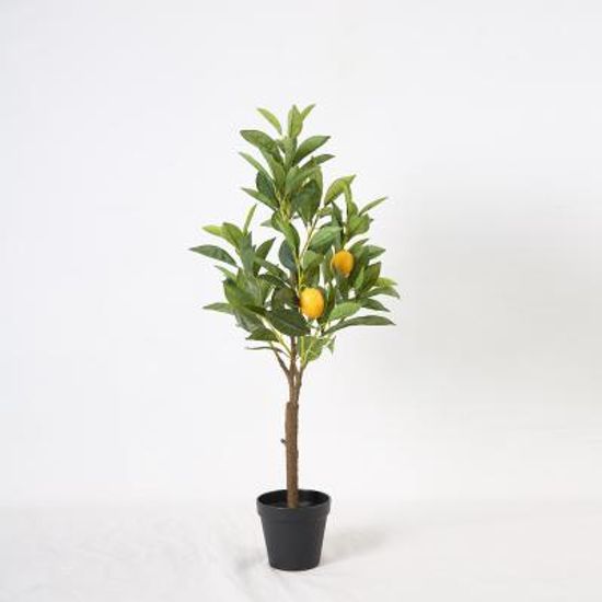 리얼 레몬 나무 70cm
