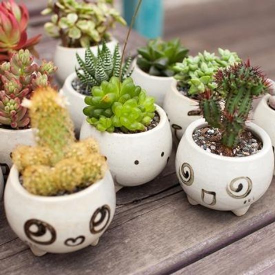 동글동글 귀여운 다육이 아빠 표정화분