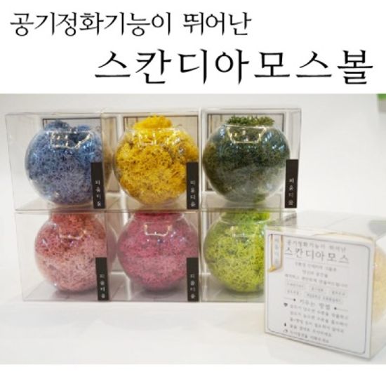 [피움디움]스칸디아모스볼 | 공기정화식물