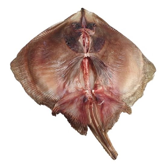 [가락마켓]자연산 반건조 간재미 1kg (4-6미)