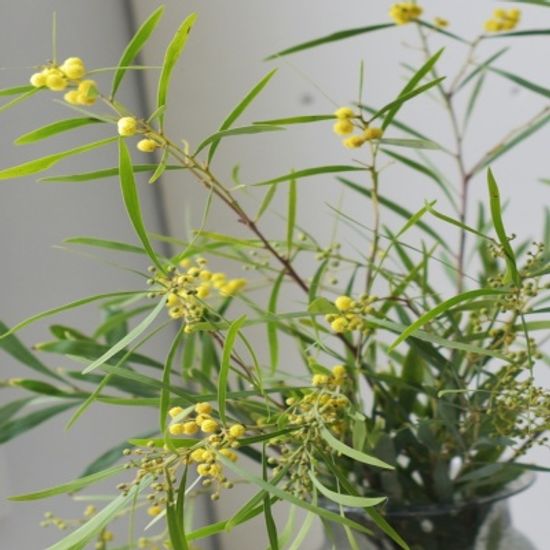 미모사 수입생화 꽃선물 인테리어