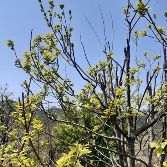 국내산 유기농 어린새순 감잎차