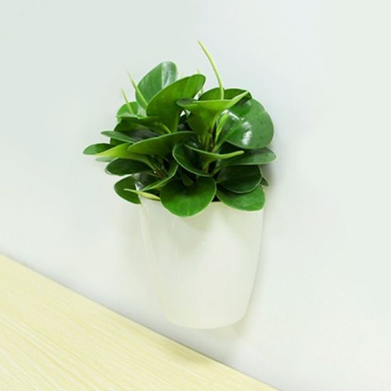 실내정원 자동급수 벽걸이 화분 / 저면관수 원형화분