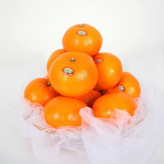 [초록자연] 천혜향 3kg(11-13과) 제주 감귤