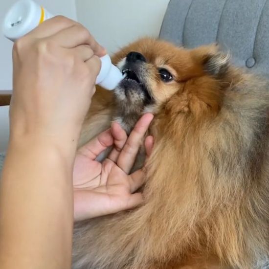 벨로펫 강아지 고양이 구강케어 프레쉬 댕글 냥글