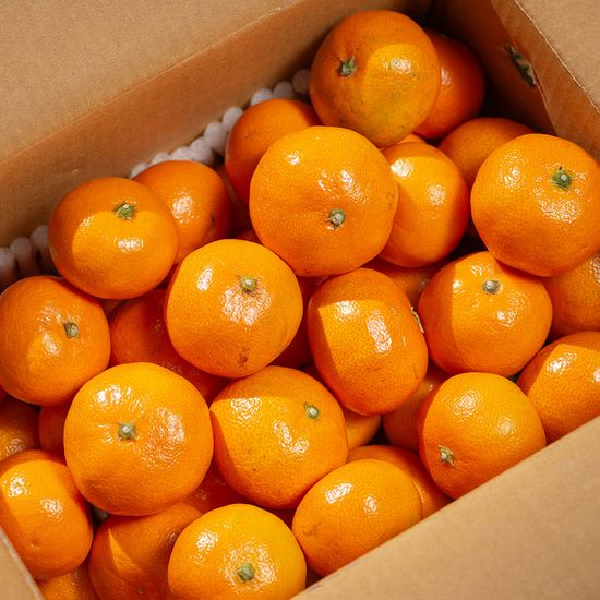 제주 산지직송 2025년 만생 귤 골라담기