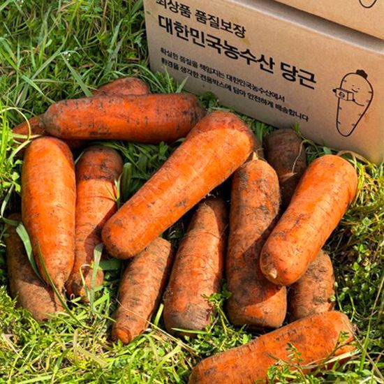 [대한민국농수산] 국내산 햇 당근 골라담기